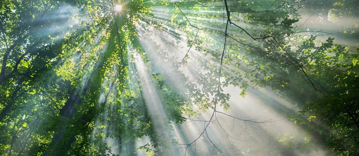 Sun rays through a rainforest