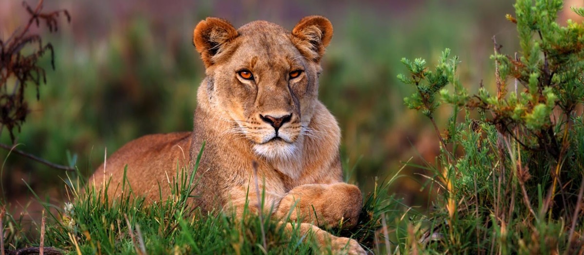 Lioness