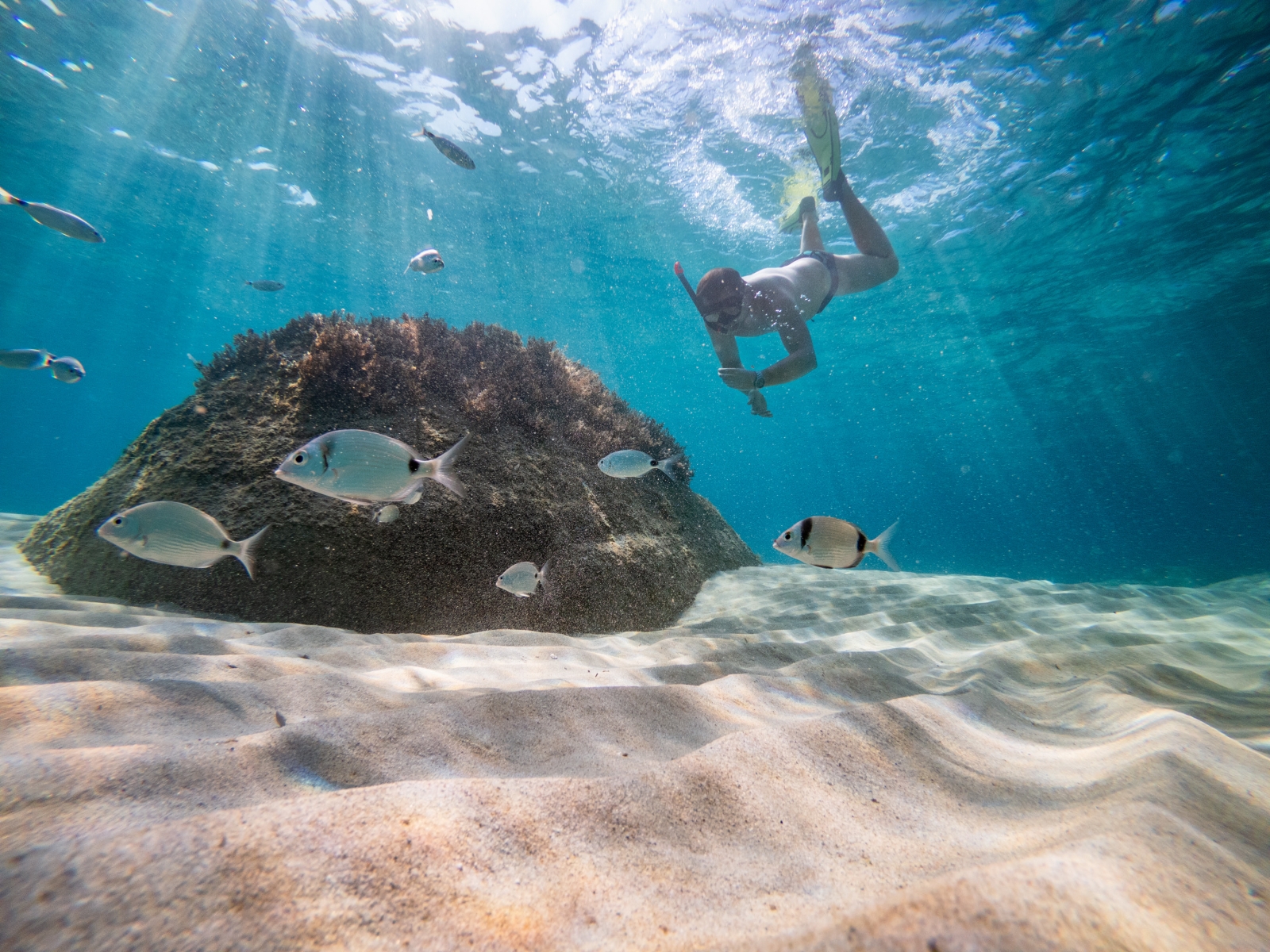 Man snorkelling with fish