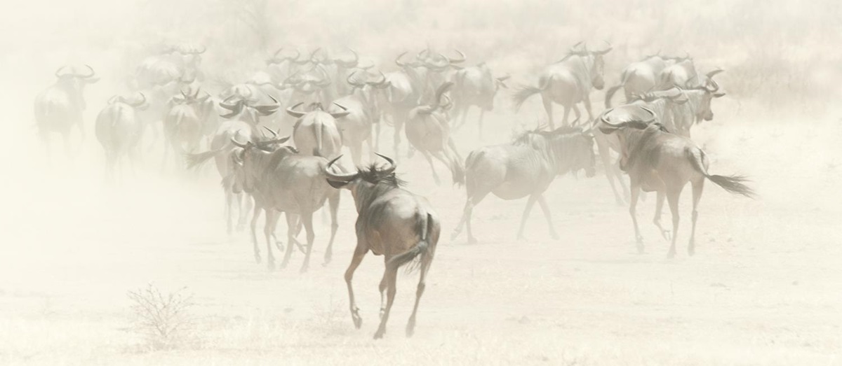 Selous by Alistair Taylor-Young