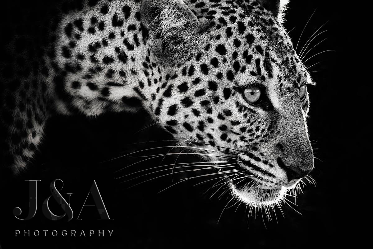 Photos by kind permission of image right owners, Jonathan & Angie Scott - Leopard