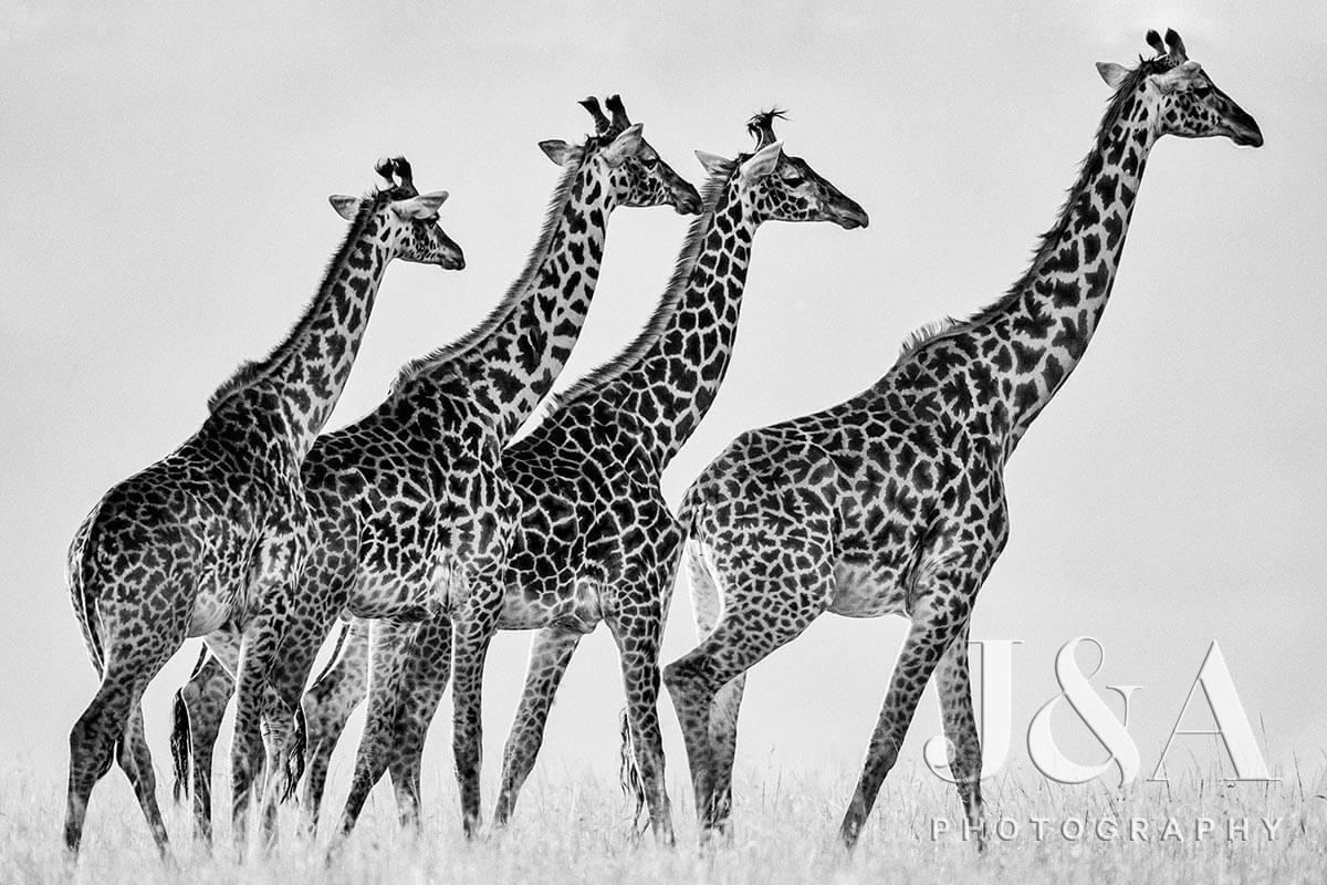 Photos by kind permission of image right owners, Jonathan & Angie Scott - Giraffe