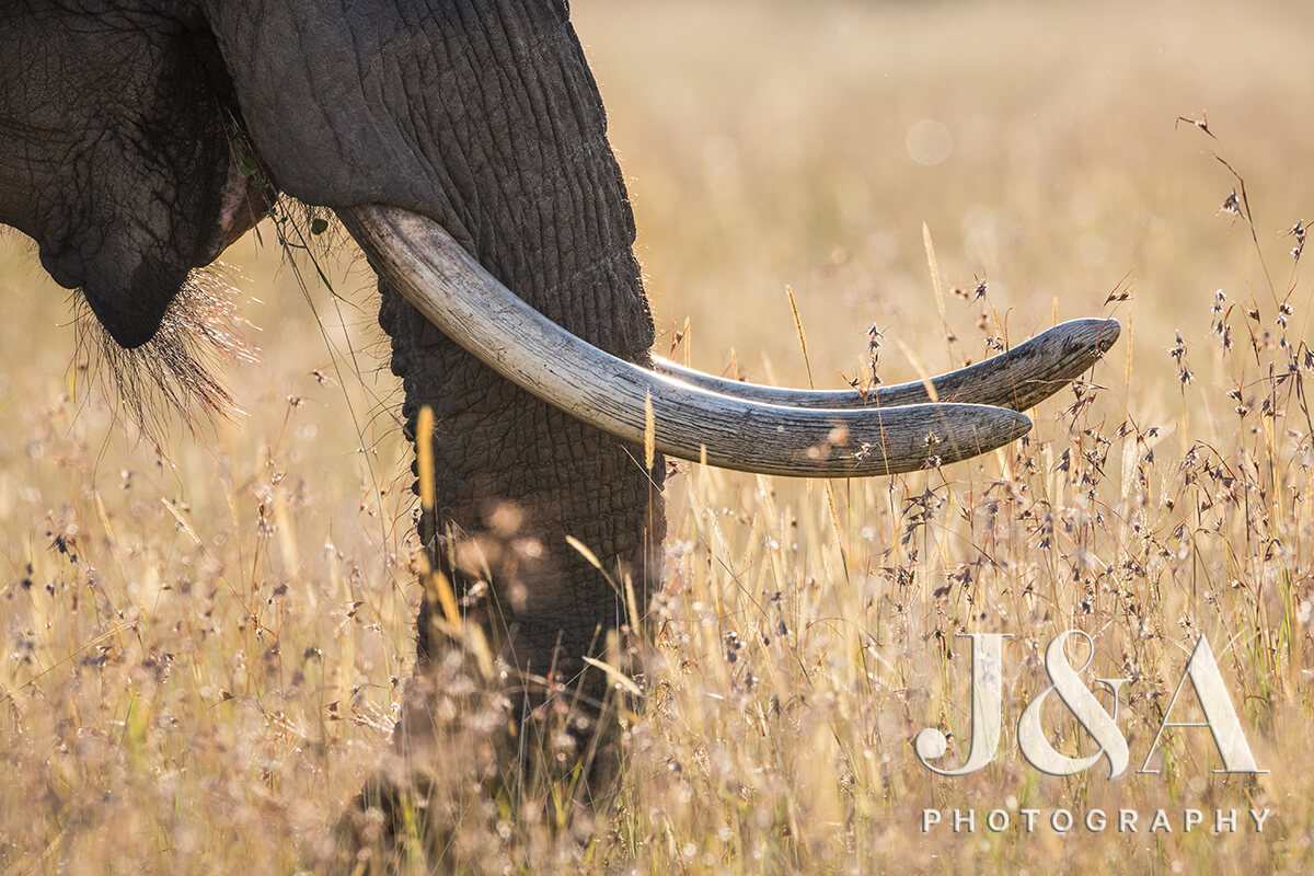 Photos by kind permission of image right owners,  Jonathan & Angie Scott - Elephant tusks