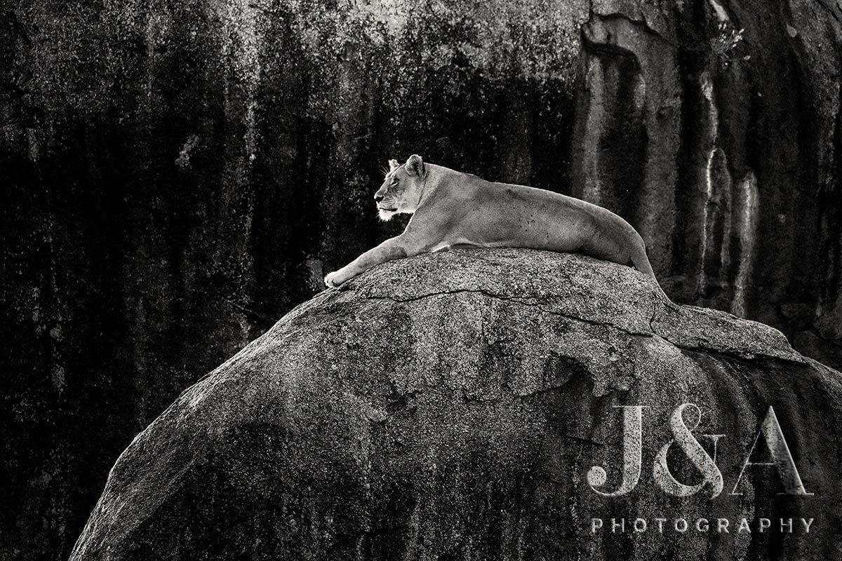 Photos by kind permission of image right owners,  Jonathan & Angie Scott - Lionness on rock