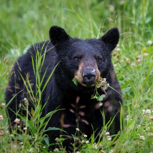 A black bear spotted in a meadow in British Columbia