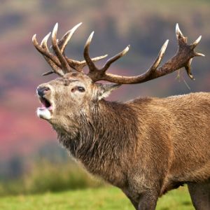 A roaring stag in the highlands of Scotland