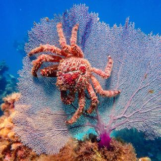 A crab on a reef