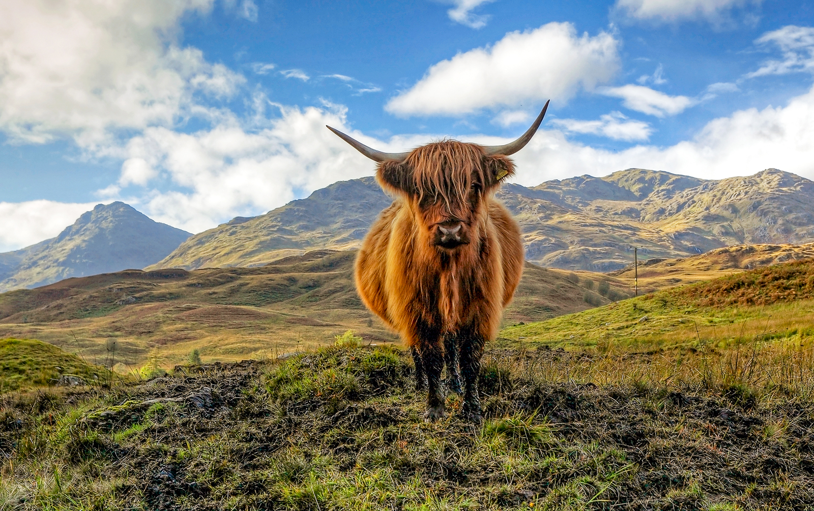 A highland cow in the Scottish Highlands