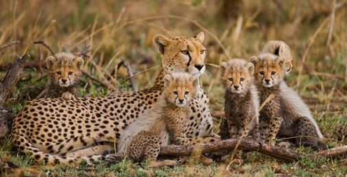 Profile for Management Team - cheetahs