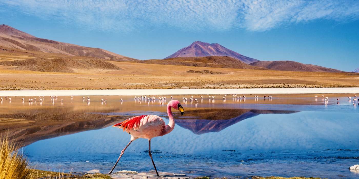 Flamingos on a lagoon in the Atacama Desert